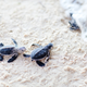 Image for article titled These Are the Most Extreme Migrations in the Animal Kingdom